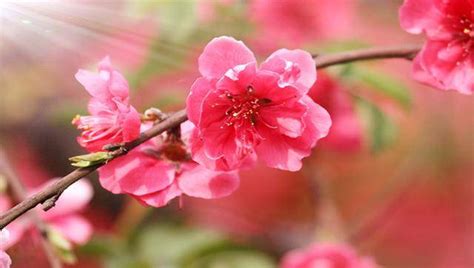 咸池桃花年|咸池桃花是不是不长久？咸池桃花命理解释